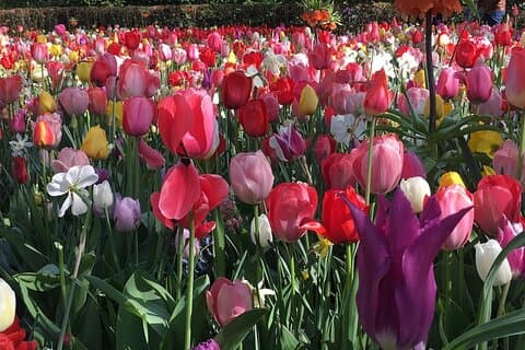 Halvdag Keukenhof Tulip Paradise Trip från Amsterdam
