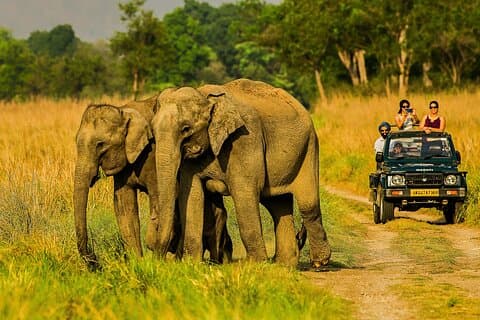 Jim Corbett Jeep Safari - Wildlife Adventure i National Park