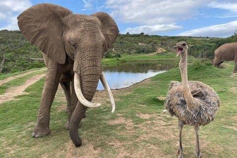 Safari Big 5: Eine ganztägige geführte Tour im Aquila Private Game Reserve