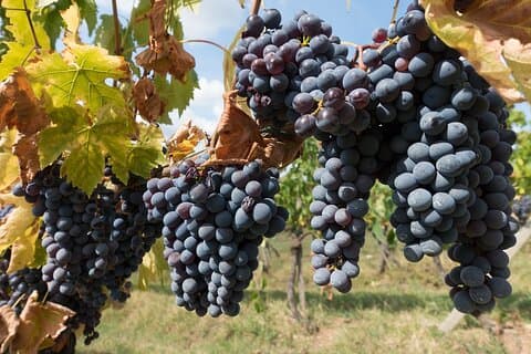 Excursión privada de un día a Chianti desde Florencia