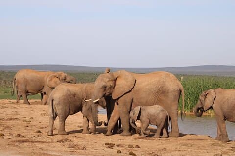 Safari de día completo en Addo Elephant Park, Parque Nacional Only Big 7