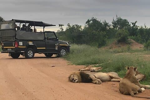 Oplev Kruger National Park