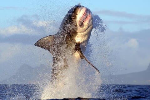 Shark Cage Diving i Cape Town