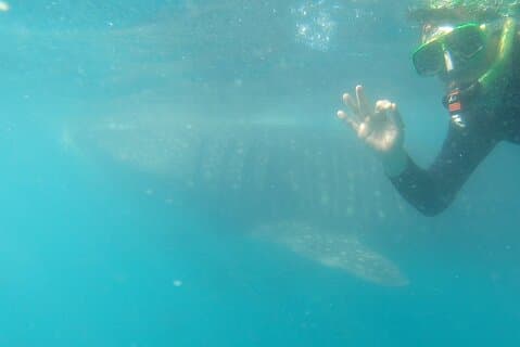 Whale Shark zwemmen avontuur: Kleine groep met mariene bioloog