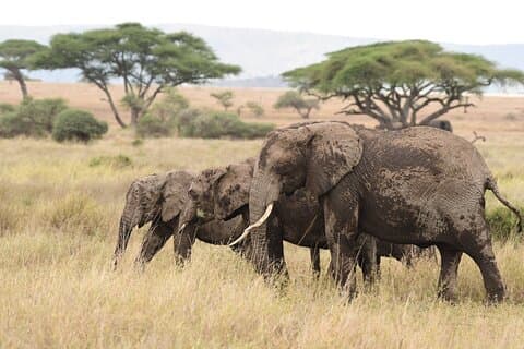 7 Tage Elefantensafari-Erlebnis in Arusha
