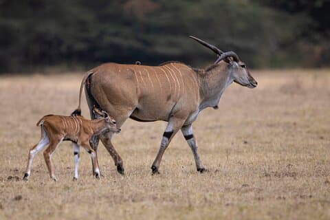 Abseits der ausgetretenen Pfade Safari in Arusha, Tansania