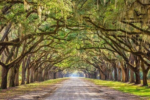 1-stündige Golfwagen-Führung auf dem Bonaventure Cemetery in Savannah