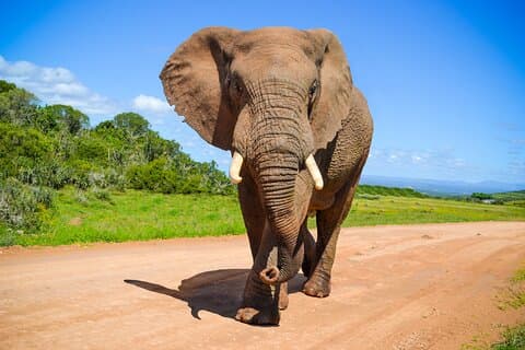 Schotia Game Reserve Tour med hamnupphämtning, bredvid Addo Park