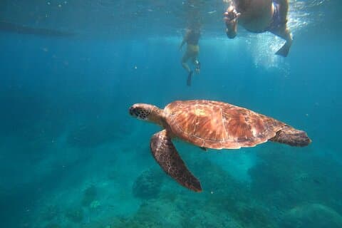Snorkeling privado en Manta Bay, Gamat Bay & Wall en Nusa Penida