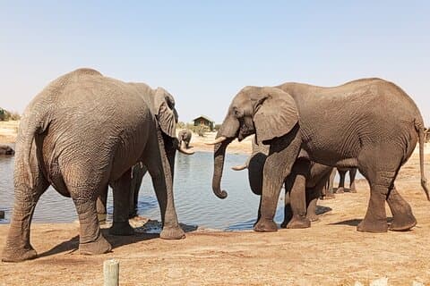 Tour di 5 giorni alle cascate Victoria, Hwange Full Day e Chobe Full Day