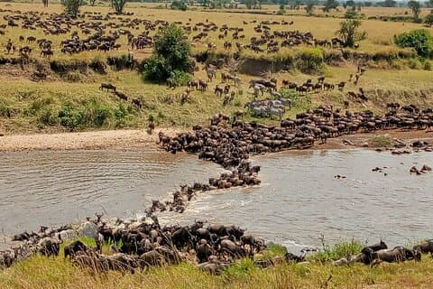 Excursão privada de jipe 4x4 de 3 dias no Masai Mara Safari