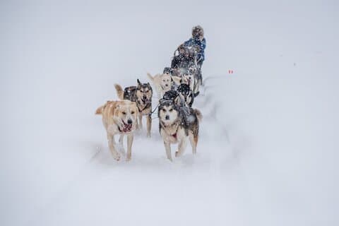 Balade en traîneau à chiens à Fairbanks