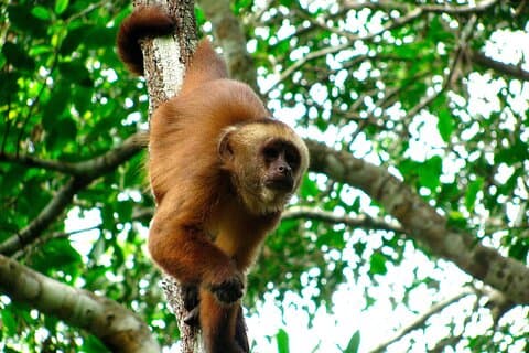 2 Day Tambopata Jungle Express Tour