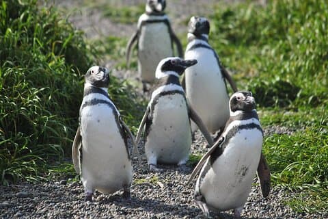 Maravilloso tour a la colonia de pingüinos de Punta Tombo para pasajeros de cruceros