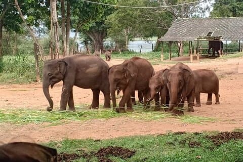 Tour di un'intera giornata a Udawalawe Safari ed Ella