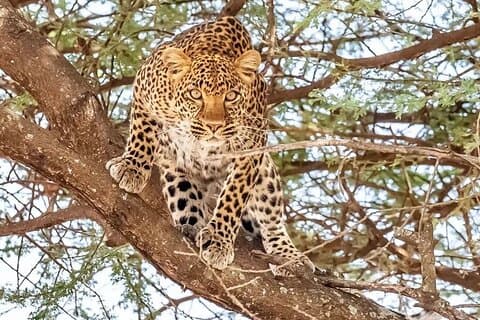 9 Tage 8 Nächte Wandersafari