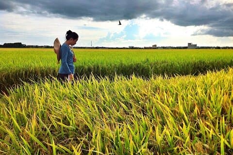 Sekinchan natur- och kusttur : Paddy Fields, Beach & Fireflies