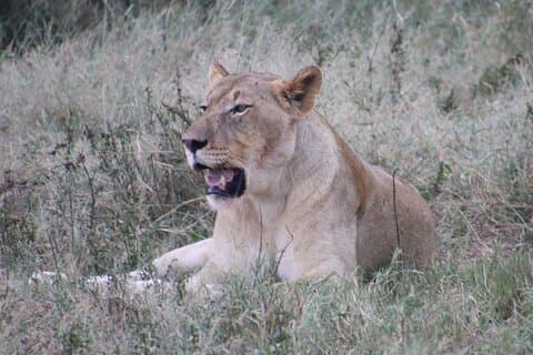 Strandutflykt Richards Bay Big 5 Safari Experience