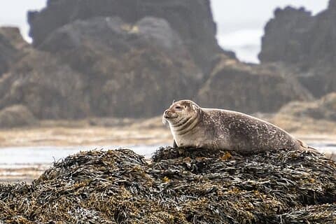 Excursão de dia inteiro à Península de Snaefellsnes saindo de Reykjavik