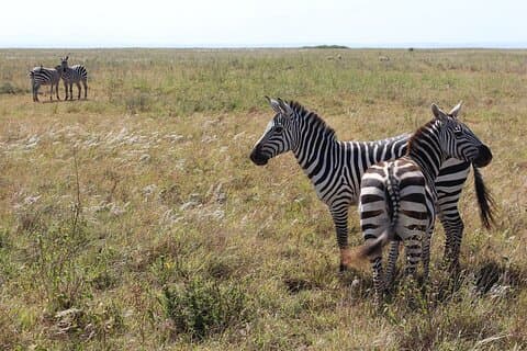 Lay Over Passenger Half Day Nairobi National Park Safari