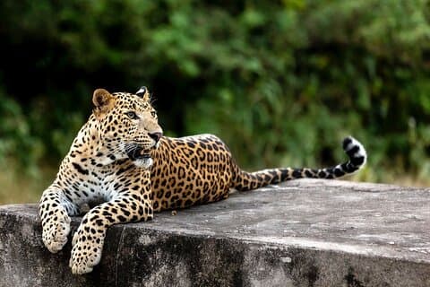 5 Day Golden Triangle Tour with Leopard Safari Taj Mahal Sunrise