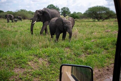 Tarangire Joint Tour (alloggio gratuito prima del safari)