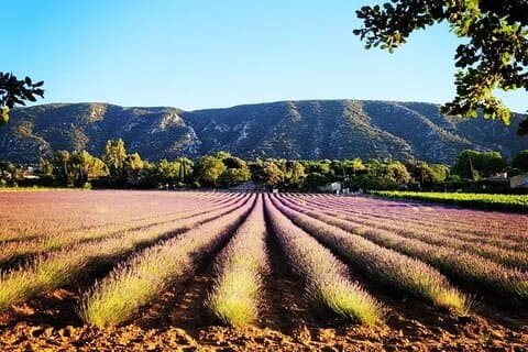 Heldags lavendeltur fra Avignon