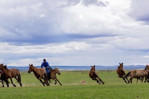 Essence of Mongolia 5 dagar