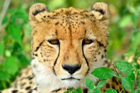 Emdoneni Wild Cat Project Day Tour fra Richards Bays