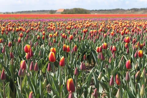 Tour privado de tulipanes de Holanda Septentrional