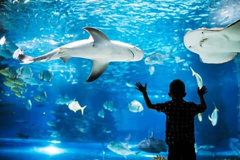 Toegangsbewijs voor Aquarium Phuket