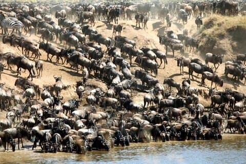 3 giorni Masai Mara Private Camping Safari Min 2pax