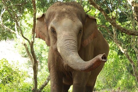 Osservazione etica degli elefanti da parte del Samui Elephant Sanctuary
