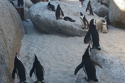 Small Group tour to Cape of Good Hope and Boulders Beach Penguin