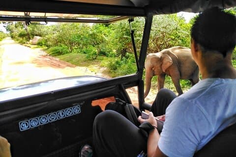 Excursão de um dia a Yala saindo de colombo (tudo incluído)