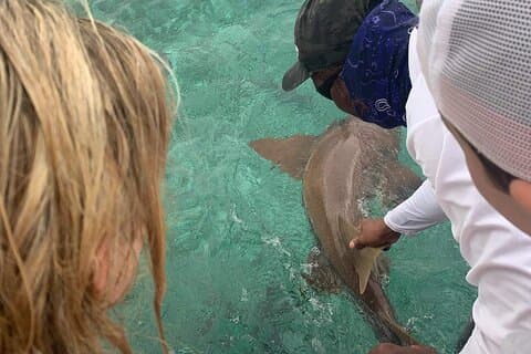 Snorkel HolChan Shark Ray Alley and Caye Caulker Manatee Spotting