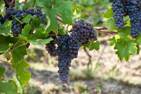 Ekologiska gårdar och naturliga viner privat rundtur i Valtellina
