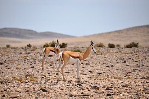 Namib Desert Landscape Tour