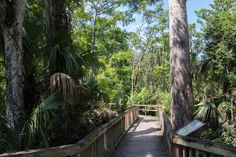 Excursão de áudio autoguiada pela Big Cypress National Preserve