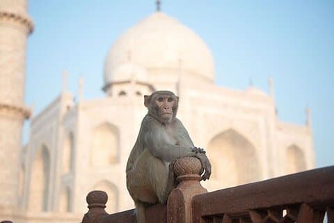 Delhi naar Taj Mahal, Agra Fort & Kachpura Village Tour