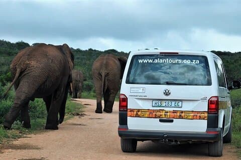 Addo Elephant National Park von Port Elizabeth - FD01