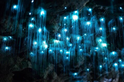 Hoteller i nærheden af Brisbane: Daytime Scenic Rim Glow Worm Tour