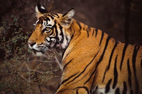 Circuit Triangle d'Or de 6 jours avec Ranthambore Delhi Agra Jaipur