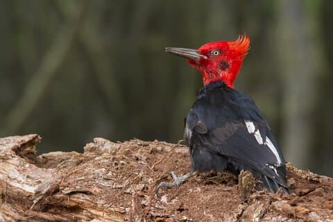 Birding Ushuaia - Tierra del Fuego National Park