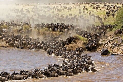 3-daagse Maasai Mara Safari
