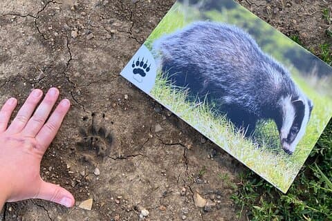 野生動物の宝探し