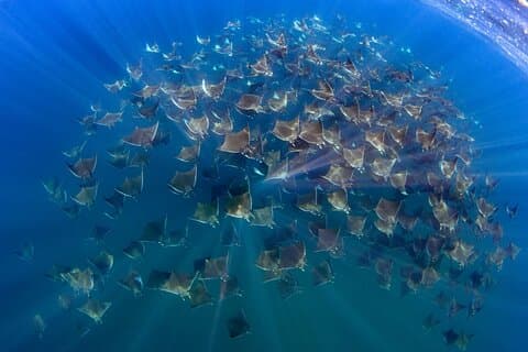 Mobula Ray and Ocean Safari Day Trip