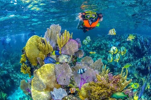 Tour avventura di snorkeling guidato di mezza giornata da Cancun