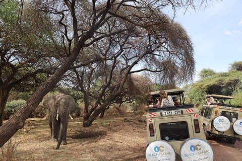 Fra Arusha: Utflukt til Lake Manyara nasjonalpark