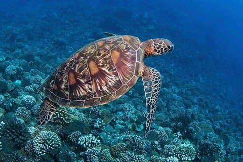 Det beste fra Tahiti Aquatic Hike